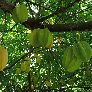 En Rez De Jardin Appartement